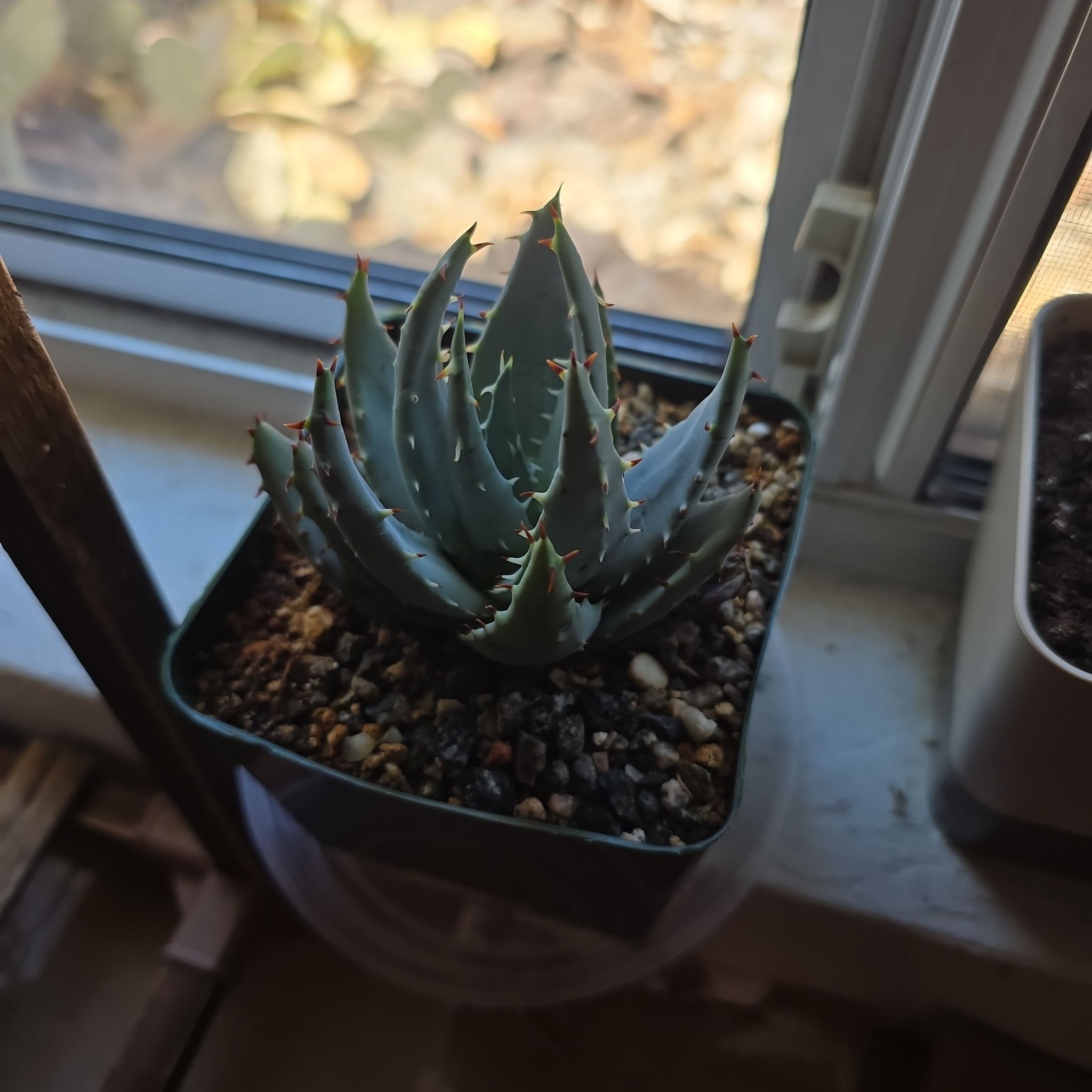 Photo of the plant species Fez aloe by @ManyBarrenbrome named Shakira on Greg, the plant care app
