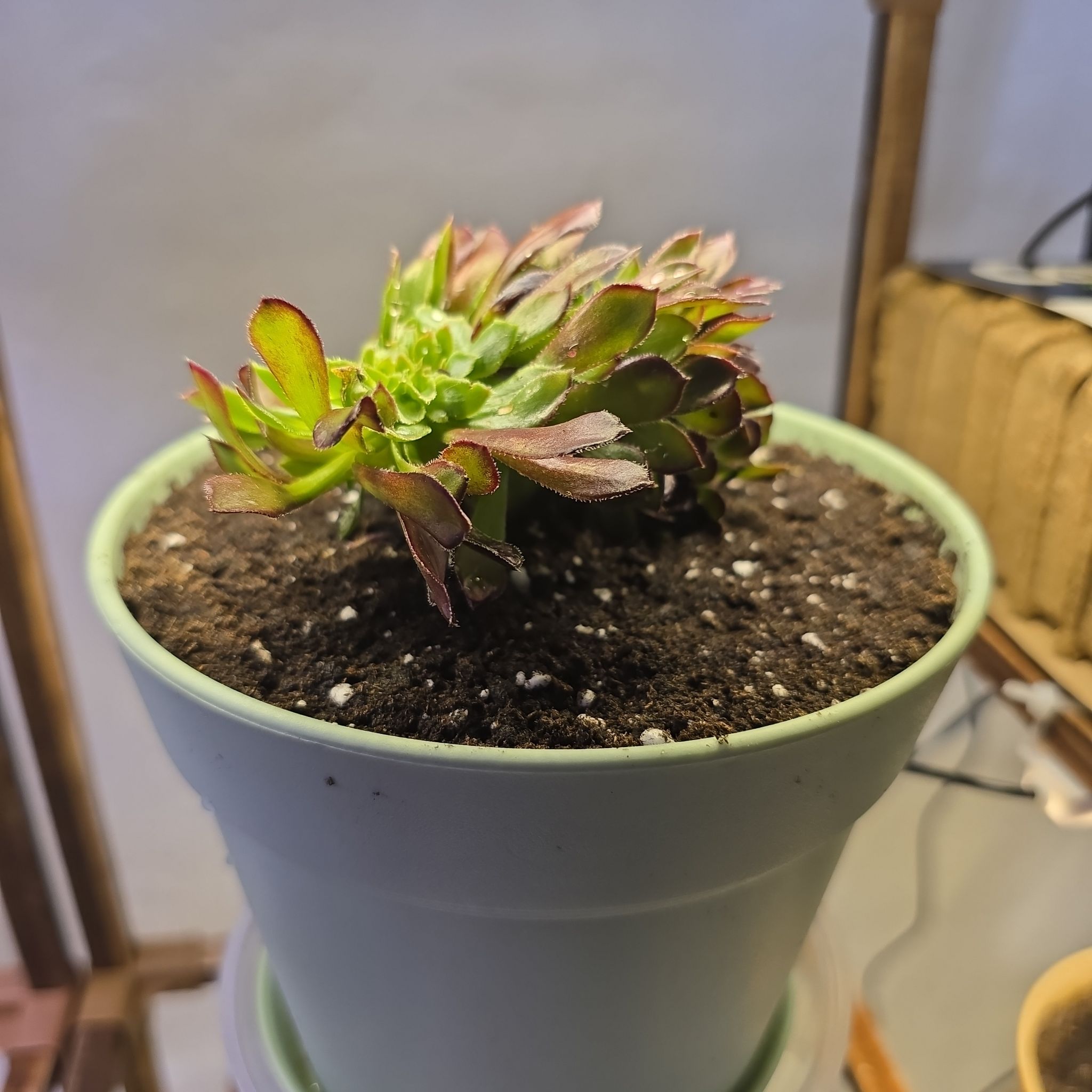 Photo of the plant species Crested Aeonium by @ManyBarrenbrome named Prince on Greg, the plant care app