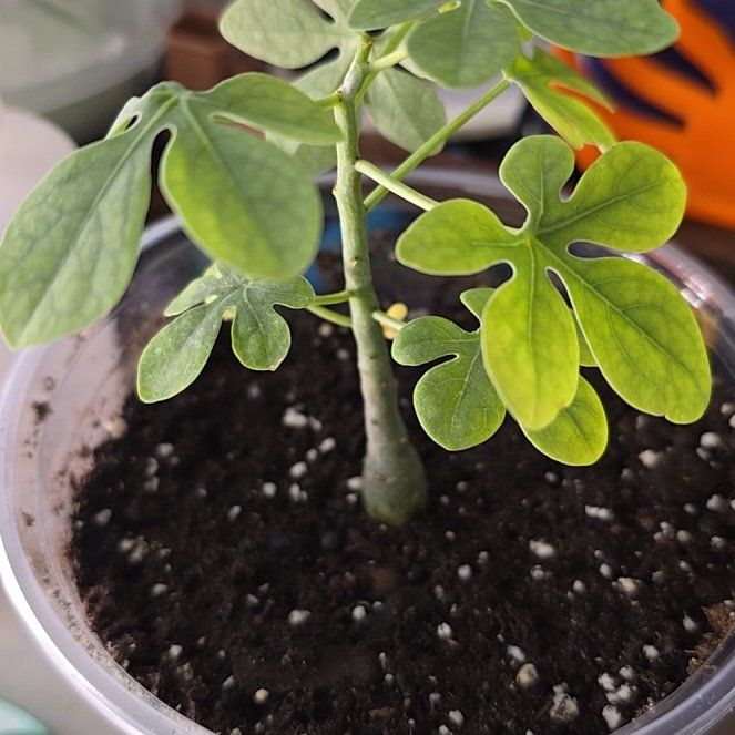 Photo of the plant species Elephant's Foot by @ManyBarrenbrome named Dumbo on Greg, the plant care app