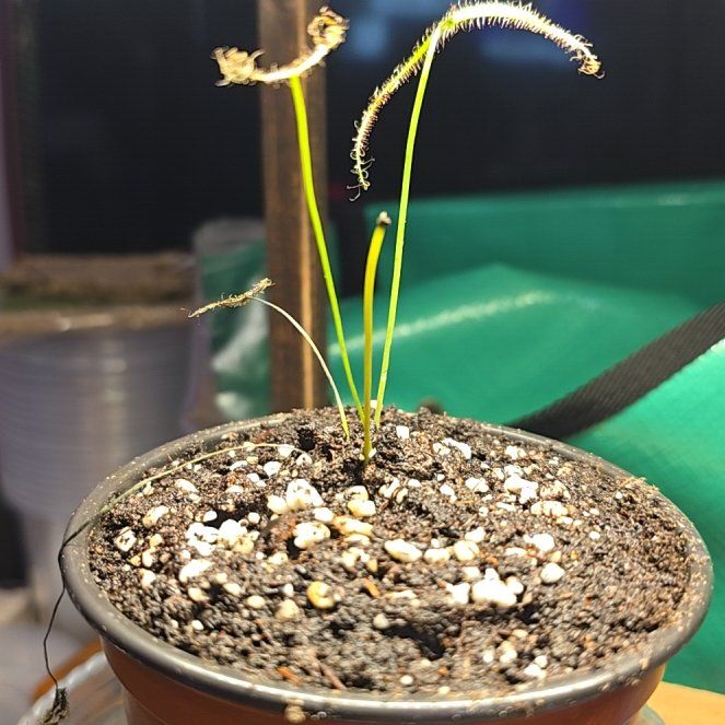 Photo of the plant species Forked Sundew by @ManyBarrenbrome named Willow on Greg, the plant care app