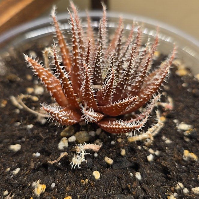 Photo of the plant species Black Haworthia by @ManyBarrenbrome named Dark Knight on Greg, the plant care app