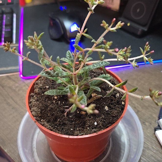 Photo of the plant species Tiger Jade Succulent by @ManyBarrenbrome named Pinky Tuskadero on Greg, the plant care app