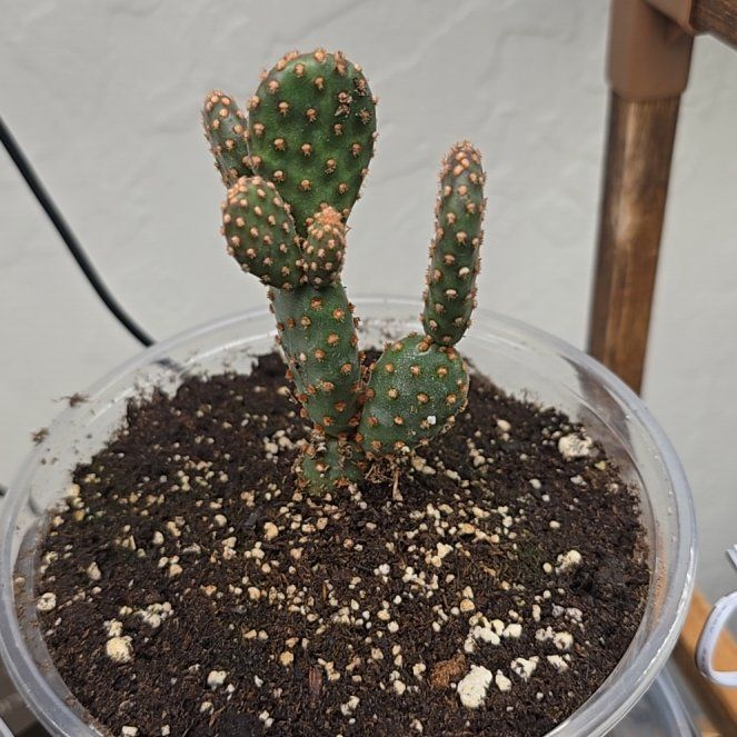 Photo of the plant species Miniature Cinnamon Cactus by @ManyBarrenbrome named Cinnamon on Greg, the plant care app