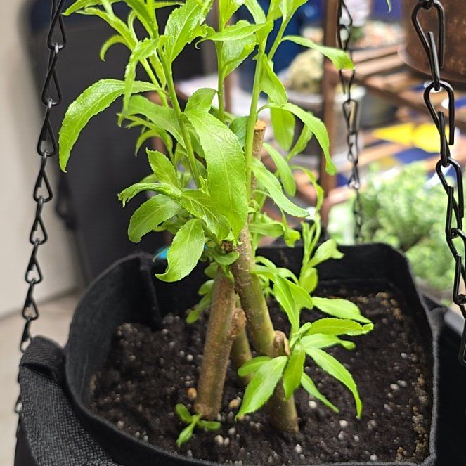 Photo of the plant species Golden Weeping Willow by @ManyBarrenbrome named Nubleti on Greg, the plant care app