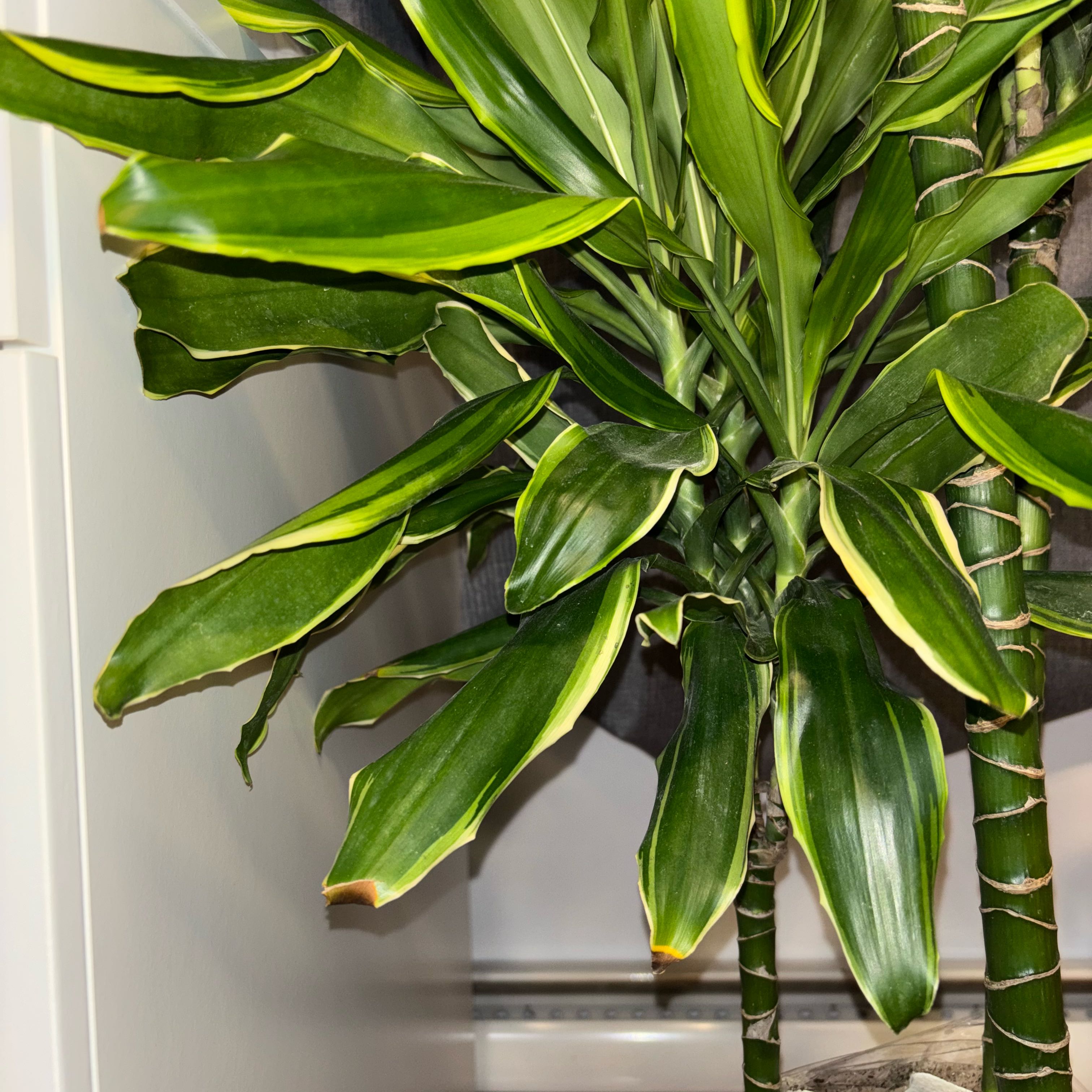 Photo of the plant species Moonlight Dragon Tree by @GiddyAgave27 named Sproutacus on Greg, the plant care app