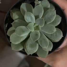 Photo of the plant species Echeveria haageana by @WinsomeAjídulce named Hemingway on Greg, the plant care app
