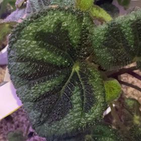 Photo of the plant species Begonia by @OfficialLoquat named Terra on Greg, the plant care app
