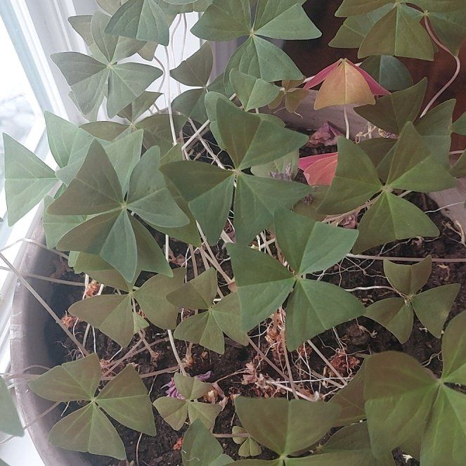 Photo of the plant species False Shamrock 'Mijke' by @PoshRemotesedge named Forrest on Greg, the plant care app