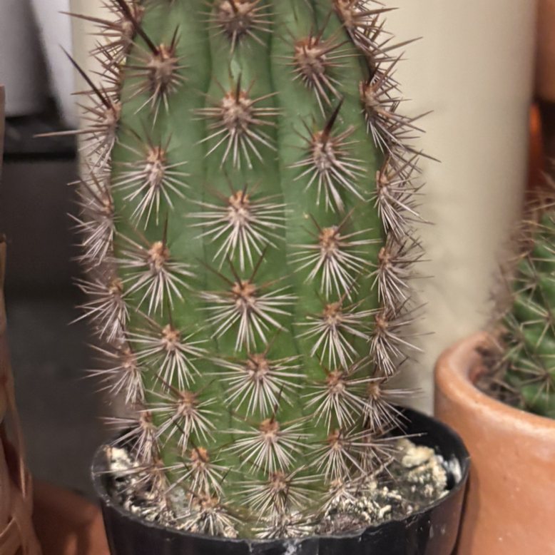 Photo of the plant species Haageocereus pseudomelanostele by @ZingyPersia20 named Spike on Greg, the plant care app