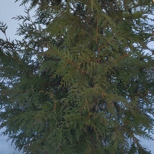 Photo of the plant species Evergreen by @AvidHoyawayetii named Cleopatra on Greg, the plant care app