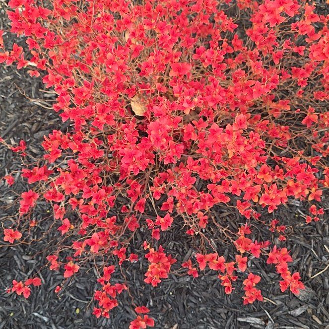 Photo of the plant species Double Play Candy Corn Spirea by @AvidHoyawayetii named Forrest on Greg, the plant care app