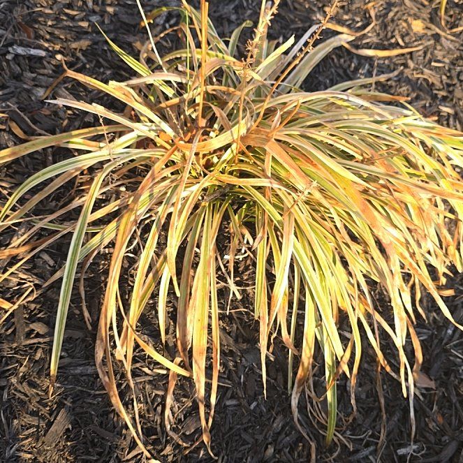 Photo of the plant species Lilyturf by @AvidHoyawayetii named Lavender on Greg, the plant care app