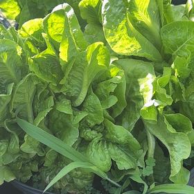 Photo of the plant species Leaf Lettuce by @PetiteTinybluet named Orlando Bloom on Greg, the plant care app