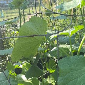 Photo of the plant species Cucumber by @PetiteTinybluet named Messi on Greg, the plant care app