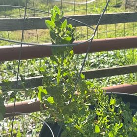Photo of the plant species Leaf Lettuce by @PetiteTinybluet named Lola on Greg, the plant care app