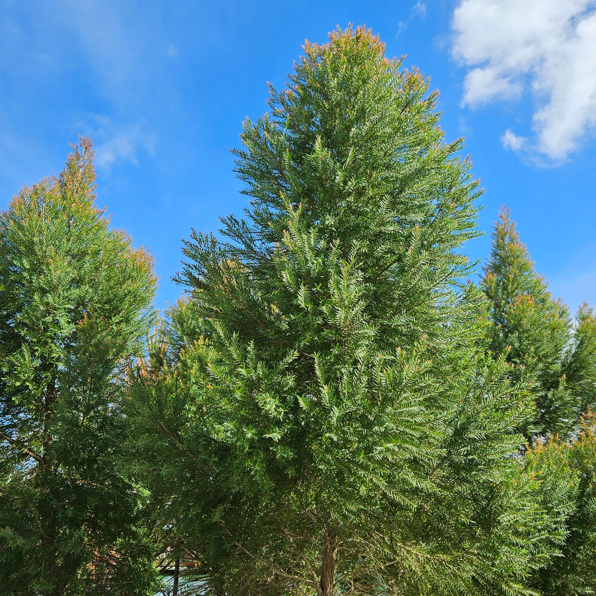 Photo of the plant species Montpellier Maple by @BiggestGray5 named Navajo on Greg, the plant care app