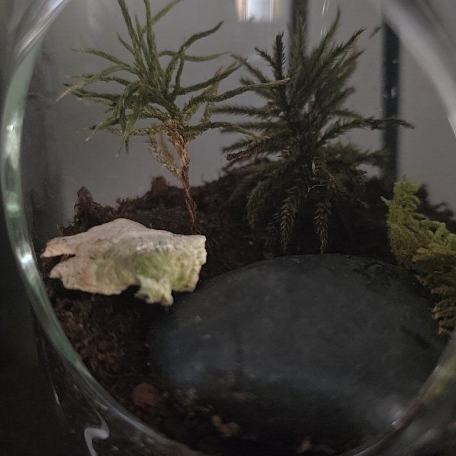 Photo of the plant species Tree Climacium Moss by @FairDogfennel named Navajo on Greg, the plant care app