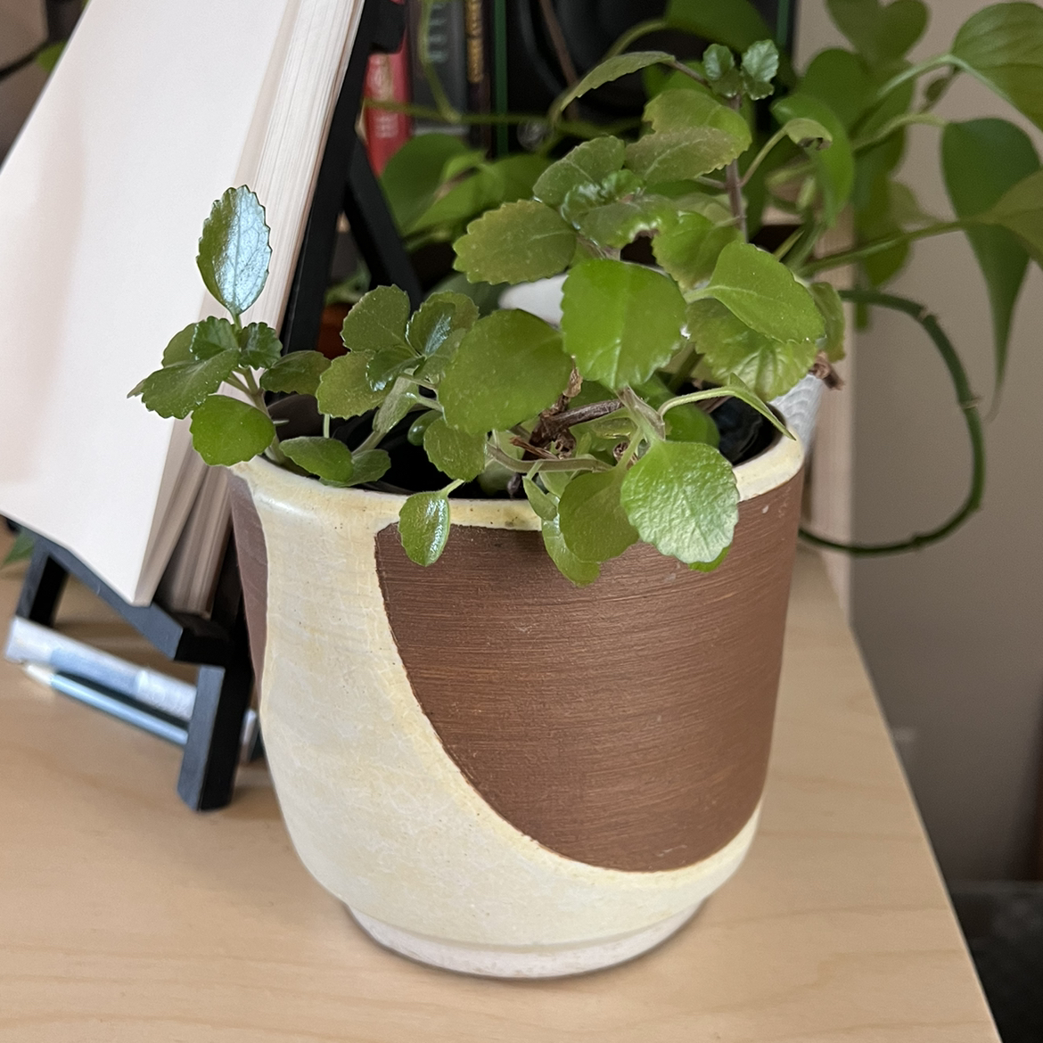Photo of the plant species Swedish Ivy by @Slaggetyslagg named Dancing Queen on Greg, the plant care app