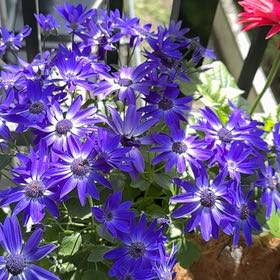 Photo of the plant species Cineraria by @CleanTigerfern named Spike Leaves on Greg, the plant care app