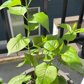 Photo of the plant species Lilac 'Albert F. Holden' by @CleanTigerfern named Gregarious on Greg, the plant care app