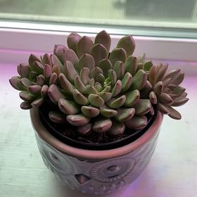 Photo of the plant species Graptoveria 'Bashful™' by @CleanTigerfern named Coco on Greg, the plant care app