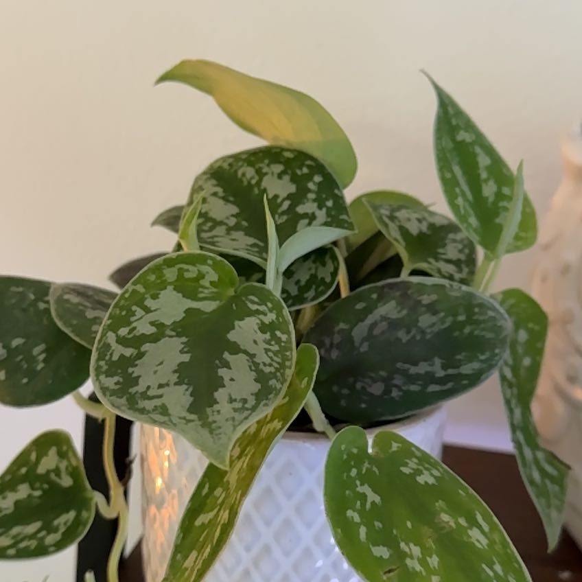 Photo of the plant species Silver Pothos by @CleanTigerfern named Aristotle on Greg, the plant care app