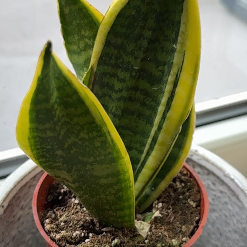 Photo of the plant species Futura Superba Snake Plant by @CleanTigerfern named Queen on Greg, the plant care app
