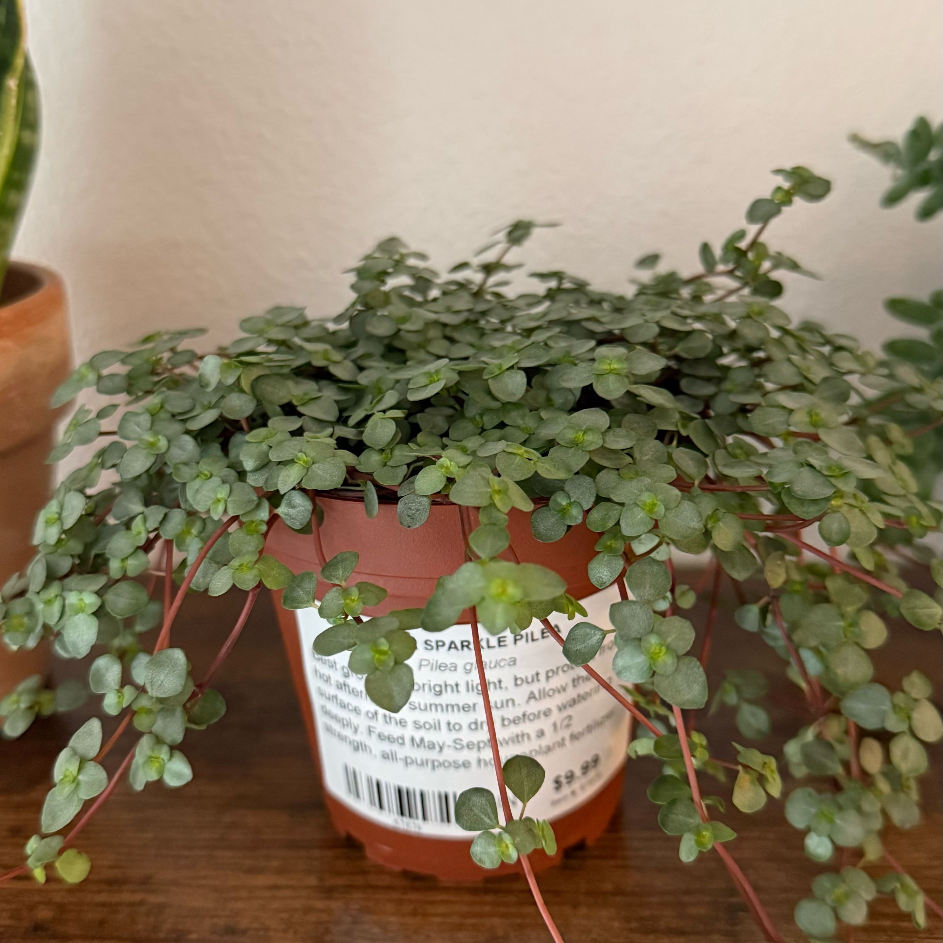Photo of the plant species Pilea 'Silver Sparkle' by @CleanTigerfern named Terra on Greg, the plant care app