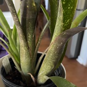 Photo of the plant species Darth Vader Bromiliad by @RichOlneya36 named Gomez on Greg, the plant care app