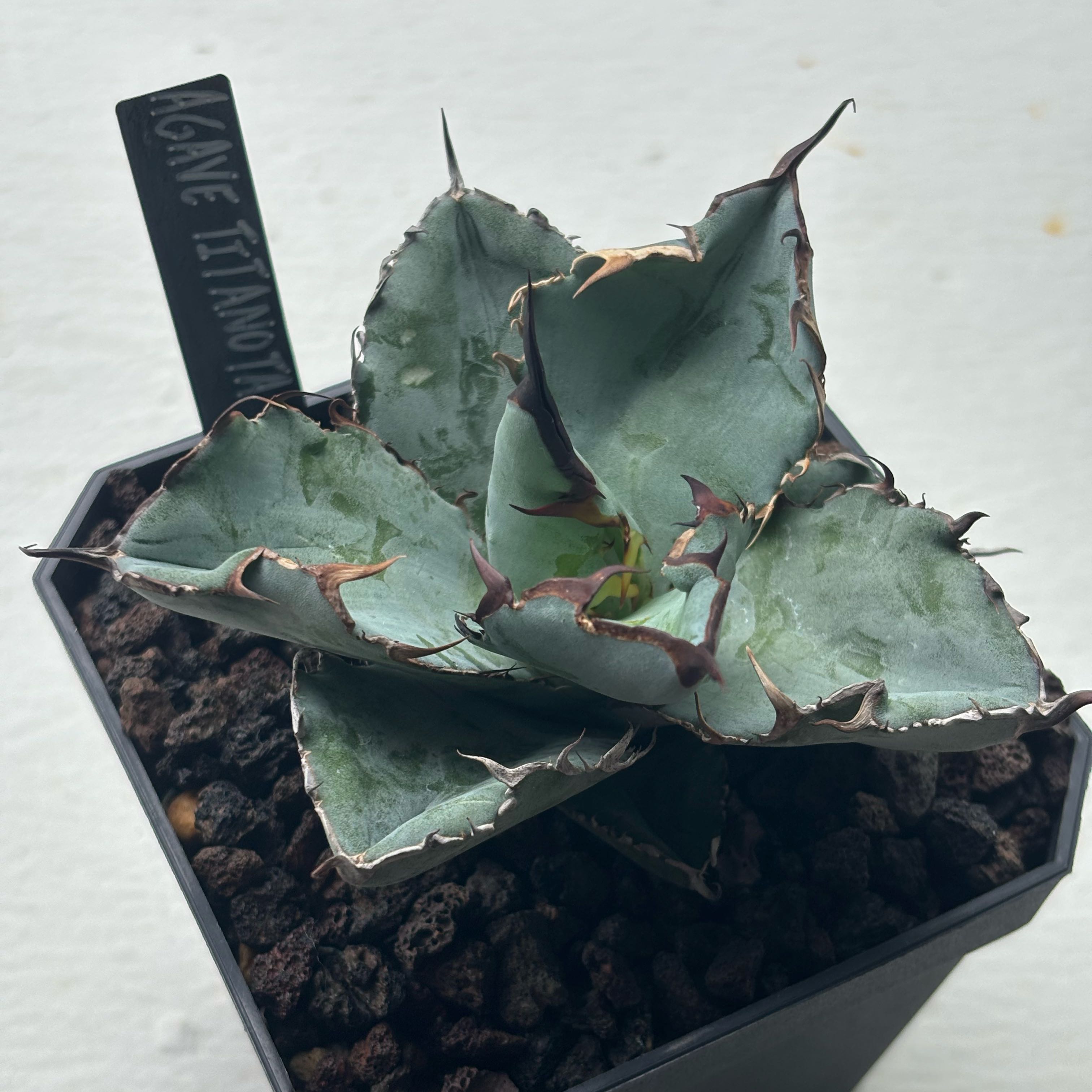 Photo of the plant species Agave Titanota by @RadRedash99 named Blue whale on Greg, the plant care app
