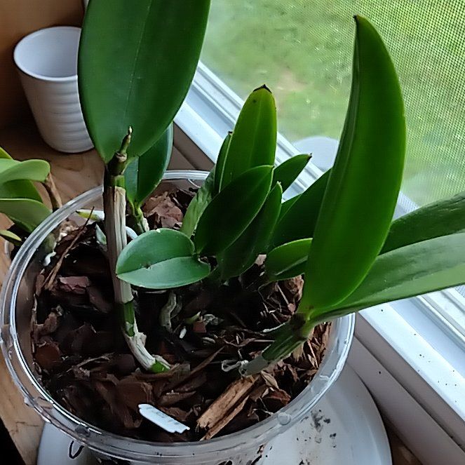 Photo of the plant species Cattleya Orchid by @SalientPlain30 named Zeus on Greg, the plant care app