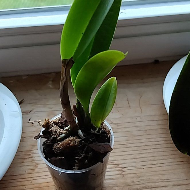 Photo of the plant species Cattleya Orchid by @SalientPlain30 named Pluto on Greg, the plant care app