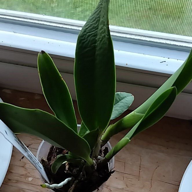 Plant care for Brassocattleya 'Lime Light' on Greg, the plant care app