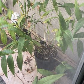 Photo of the plant species Mexican Orchid by @RadCandytuft92 named Bruce Lee on Greg, the plant care app