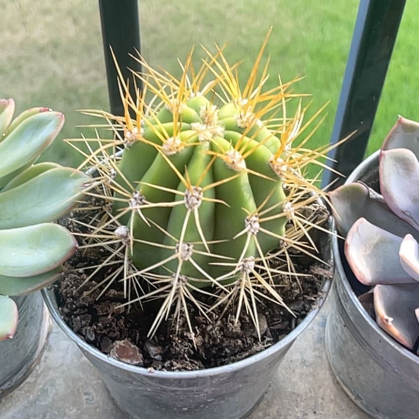 Photo of the plant species Argentine Giant by @FullBowerwattle named Lola on Greg, the plant care app