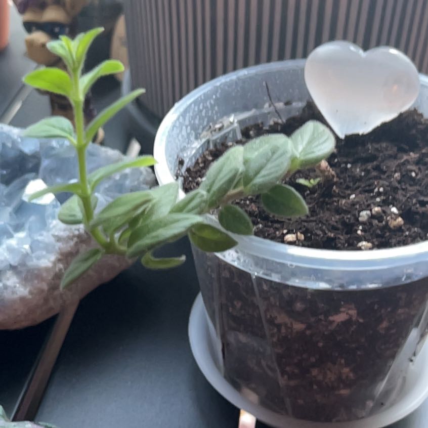 Photo of the plant species Dancing Dolphin by @FastBookaloe8 named Tiny Dancer on Greg, the plant care app