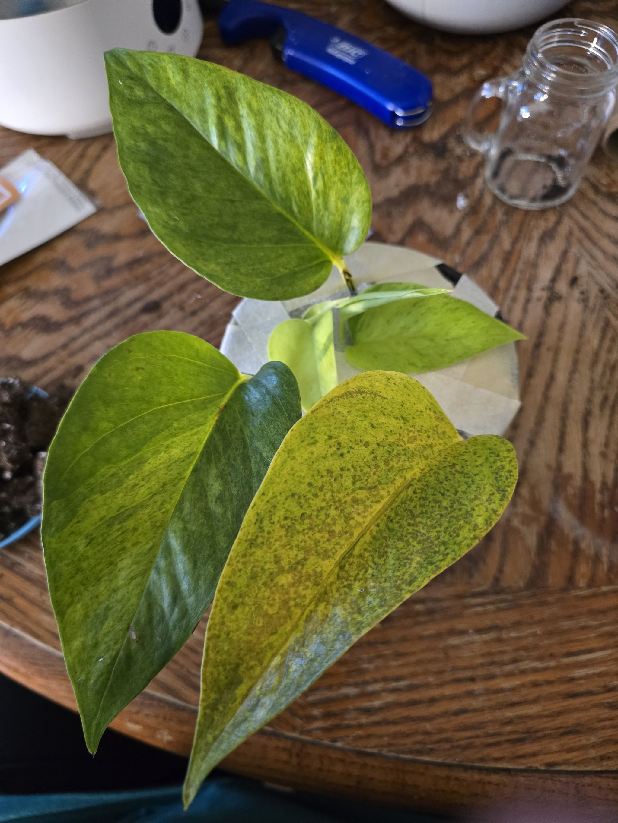 Photo of the plant species Teruno Carnival Pothos by @DogsAndPlants named Kronos on Greg, the plant care app