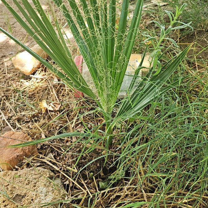 Photo of the plant species California Fan Palm by @SparklyPawpaw56 named Harmony on Greg, the plant care app