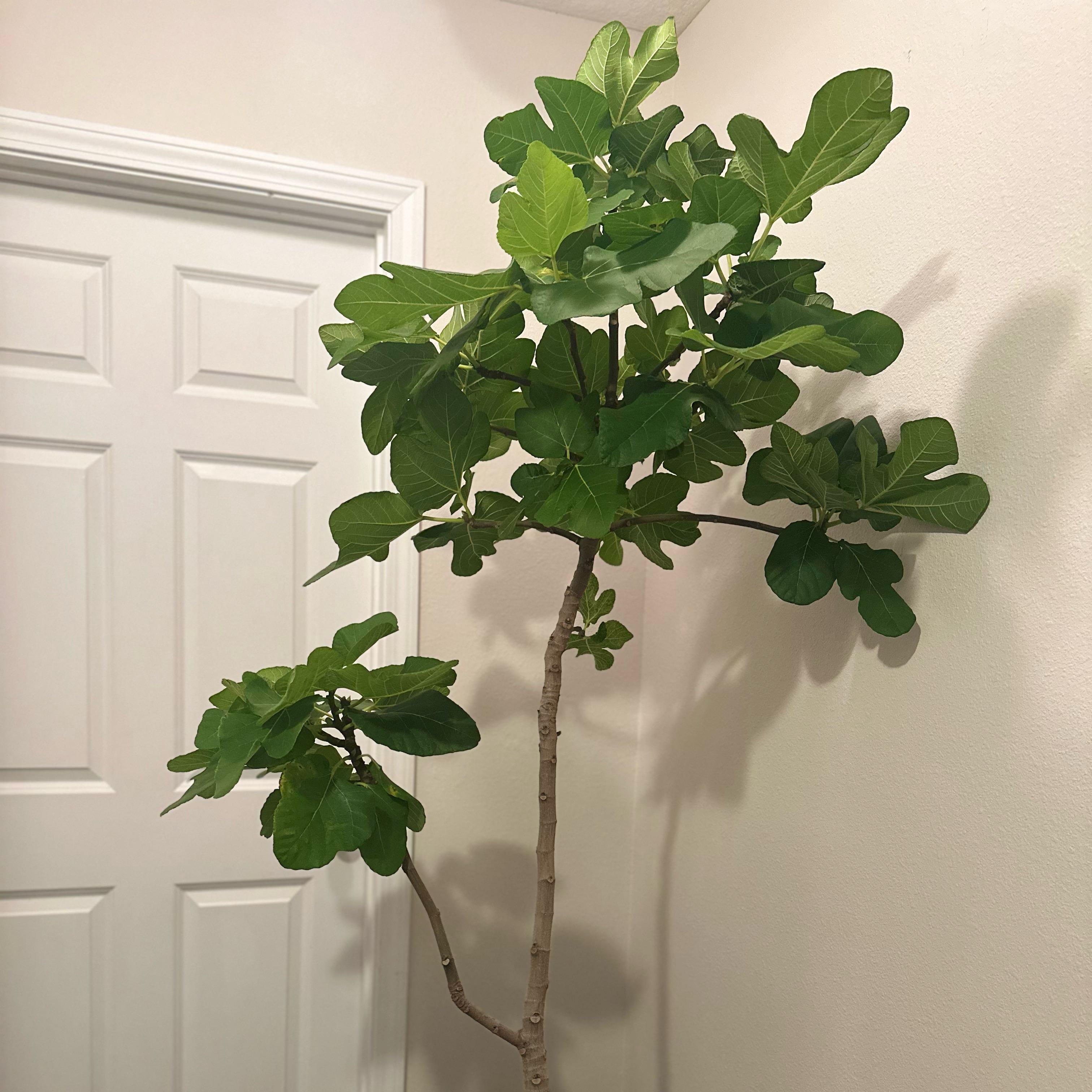 Photo of the plant species Italian Honey Fig by @DapperOakfern65 named Sigmund on Greg, the plant care app