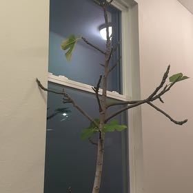 Photo of the plant species Italian Honey Fig by @DapperOakfern65 named Prince on Greg, the plant care app