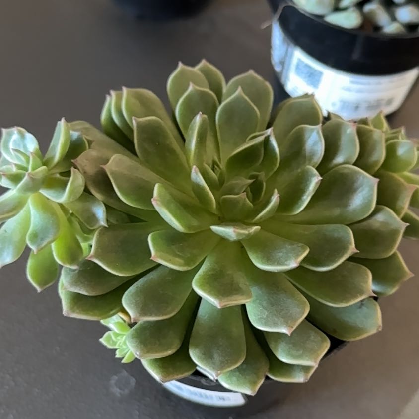 Photo of the plant species Graptoveria Hybrid 'Olivia' by @MotherLettuce6 named Doja Cat on Greg, the plant care app