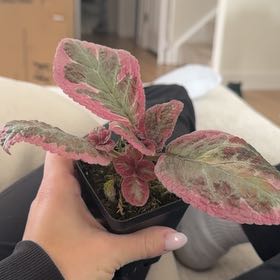 Photo of the plant species Episcia 'Pink Dreams' by @FoxyEyelashfern named Scarlett on Greg, the plant care app
