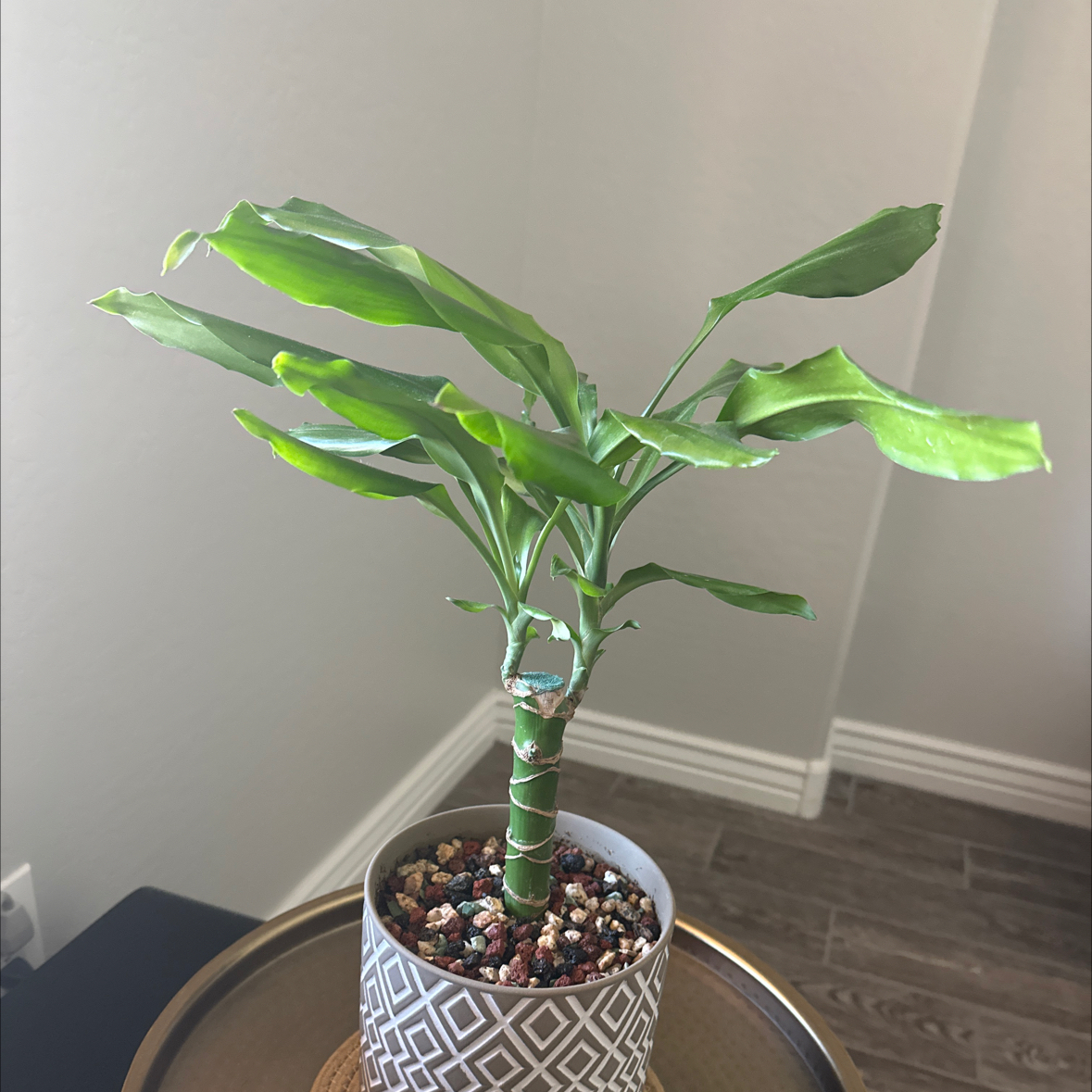 Photo of the plant species Moonlight Dragon Tree by @UrbaneOnion63 named Doja Cat on Greg, the plant care app