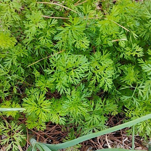 Photo of the plant species Carrot 'Nantes' by @FamedJonquil92 named Short N Sweet Carrots on Greg, the plant care app