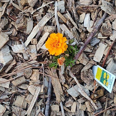 Photo of the plant species French Marigold 'Durango Gold' by @FamedJonquil92 named Sigmund on Greg, the plant care app