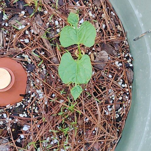 Photo of the plant species Tendergreen Bean by @FamedJonquil92 named Naomi on Greg, the plant care app