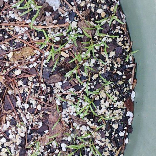 Photo of the plant species Mokum Carrot by @FamedJonquil92 named Willow on Greg, the plant care app