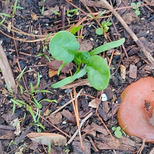 Photo of the plant species Spinach by @FamedJonquil92 named Orwell on Greg, the plant care app