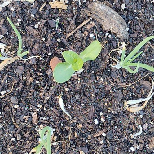 Photo of the plant species Mammoth Sunflower by @FamedJonquil92 named Delilah on Greg, the plant care app