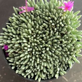 Photo of the plant species Tufted Ice Plant by @TenableBetel33 named Artemis on Greg, the plant care app